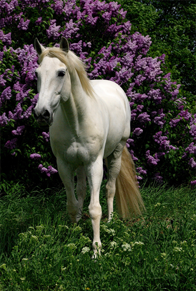 Lusitano 51 (33)